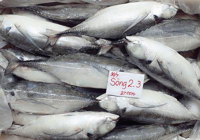 Cá sòng (2-3con/kg)